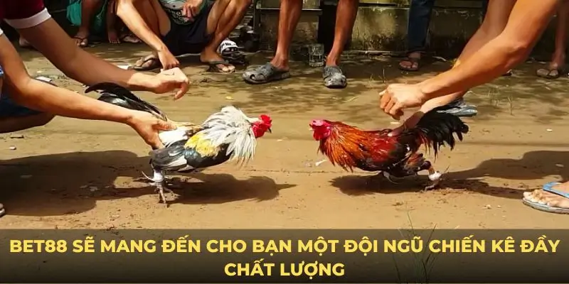 Bet88 sẽ mang đến cho bạn một đội ngũ chiến kê đầy chất lượng