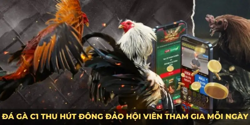 Đá gà C1 thu hút đông đảo hội viên tham gia mỗi ngày